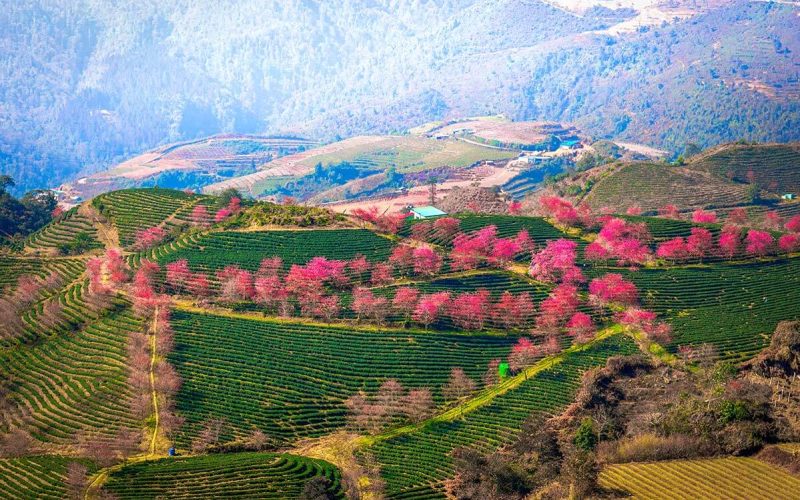 Oolong Tea Hill